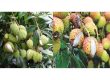 fruit cracking in litchi