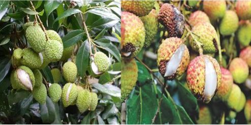 fruit cracking in litchi