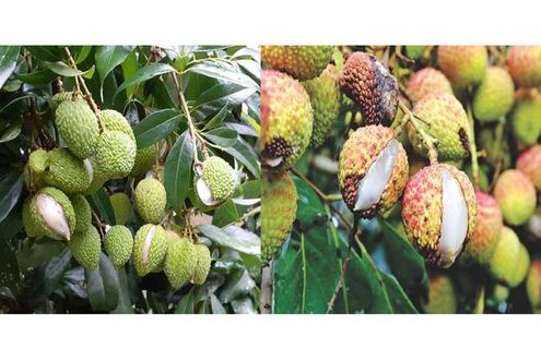 fruit cracking in litchi