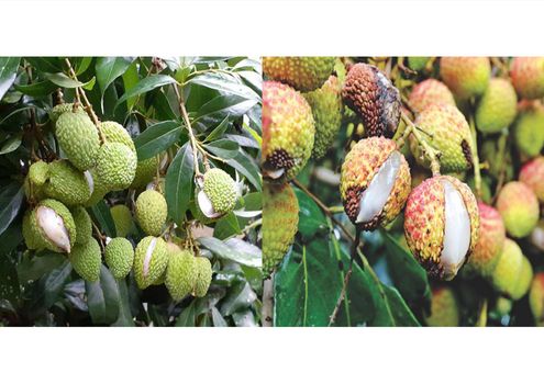 fruit-cracking-in-litchi fruit cracking in litchi