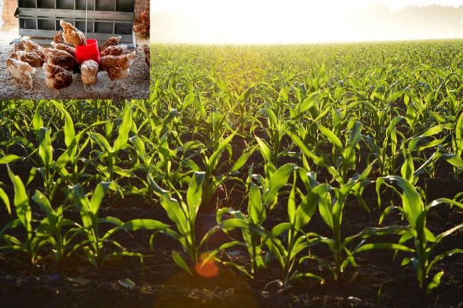 This image is about of benefits of chicken manure benefits of chicken manure