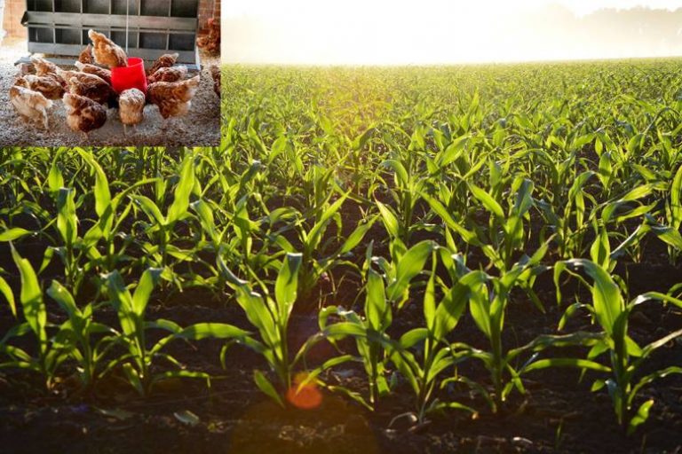 benefits of chicken manure