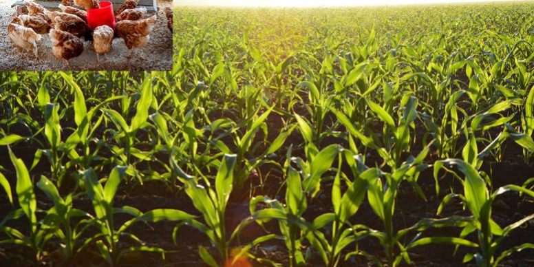 benefits of chicken manure