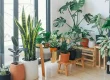 common houseplants