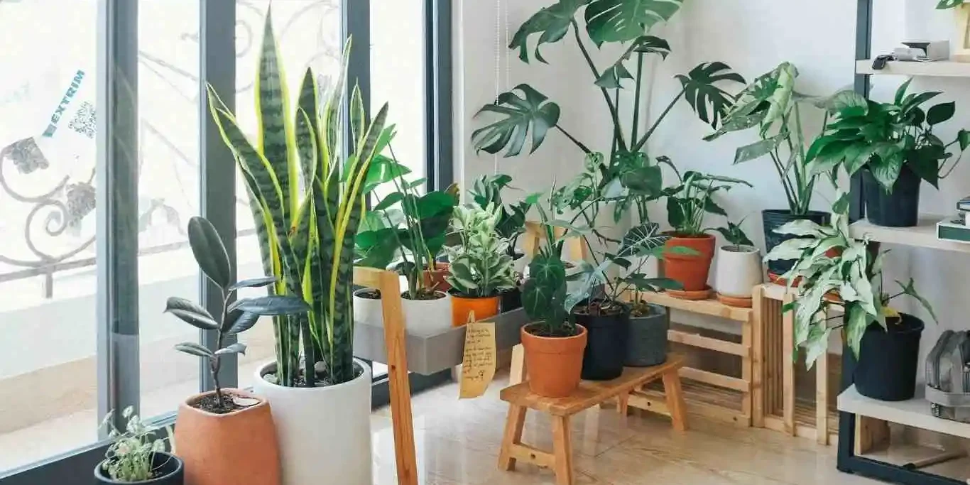 common houseplants
