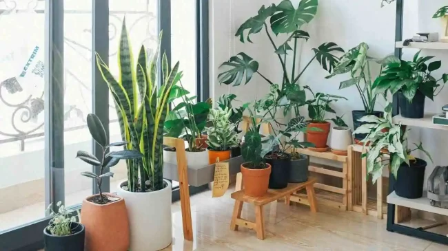 common-houseplants common houseplants