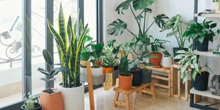 common houseplants