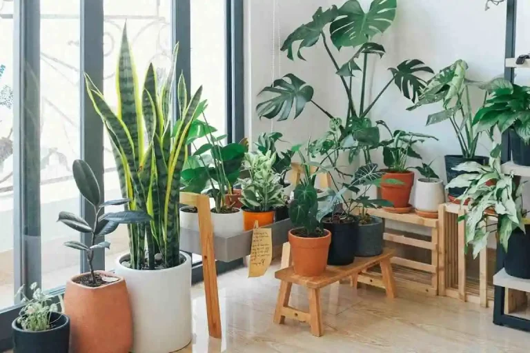 common houseplants
