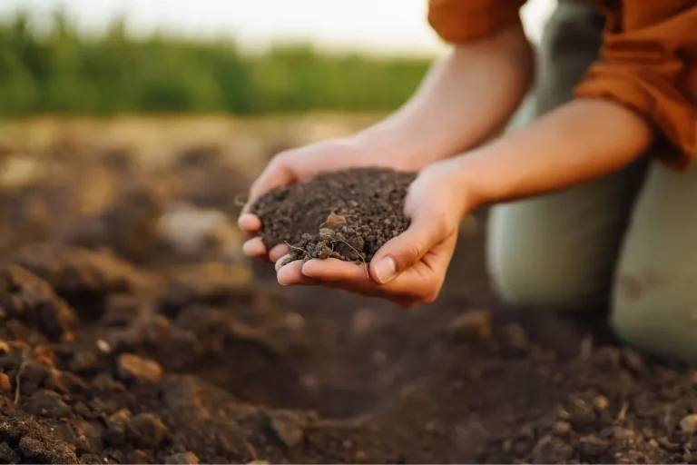 Importance of Organic Fertilizers