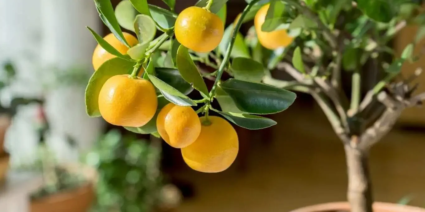 indoor-fruit-trees indoor fruit trees