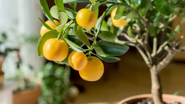 indoor-fruit-trees indoor fruit trees