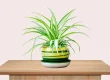 Benefits of Spider Plants