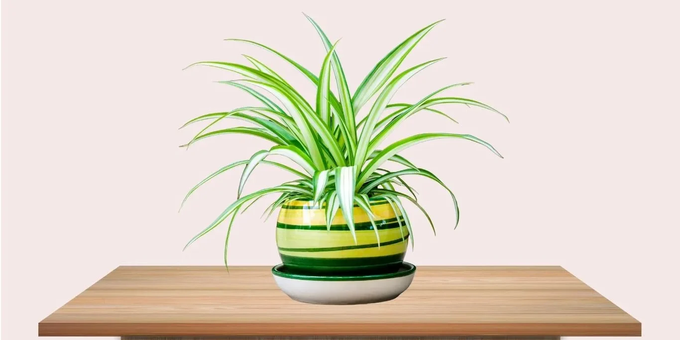 Benefits-of-Spider-Plants Benefits of Spider Plants