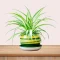 Benefits of Spider Plants