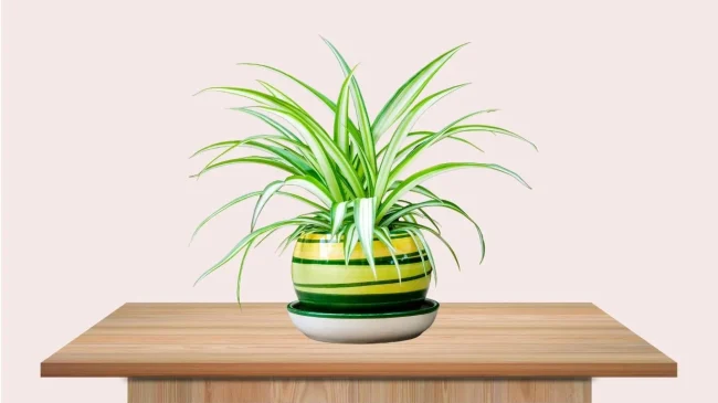 Benefits-of-Spider-Plants Benefits of Spider Plants