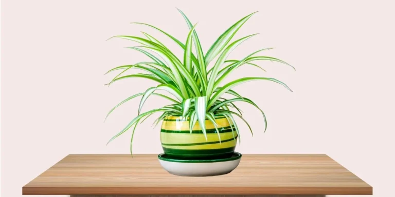 Benefits of Spider Plants