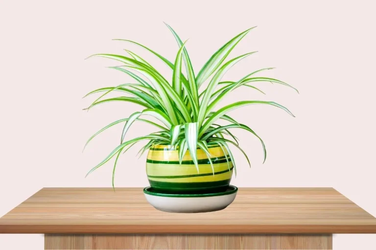 Benefits of Spider Plants