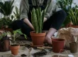 Snake Plant Care