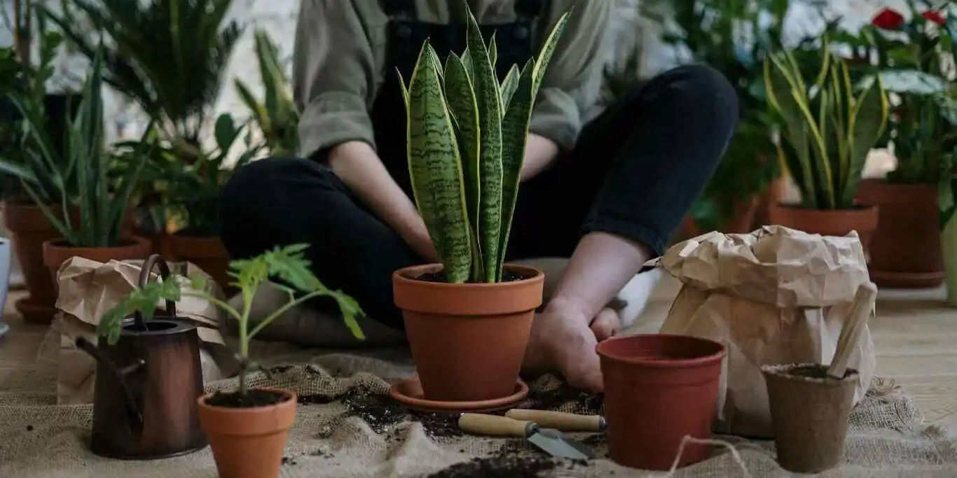 Snake Plant Care
