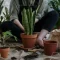 Snake Plant Care