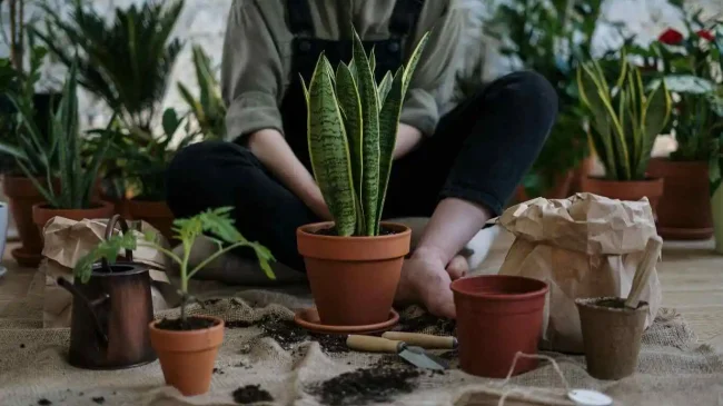 Snake-Plant-Care Snake Plant Care
