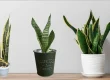 Benefits of Snake Plants