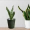 Benefits of Snake Plants