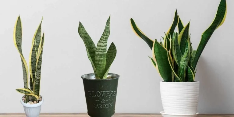 Benefits of Snake Plants