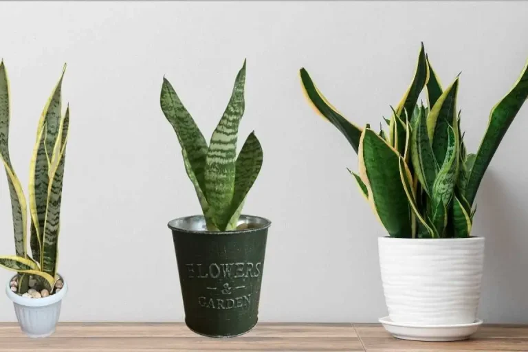 Benefits of Snake Plants
