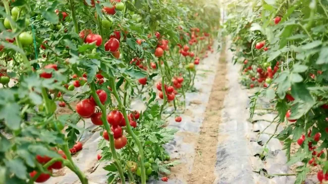 tomato-season tomato season